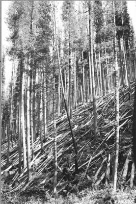 Thrifty 25-year western white pine reproduction Deception Creek Experimental Forest. This area was clearcut as a part of a clearcutting in strips administrative experiment made in 1910.