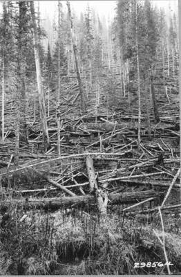 Barney Creek Coeur d'Alene NF. General view of Ohio Match Co. sale.