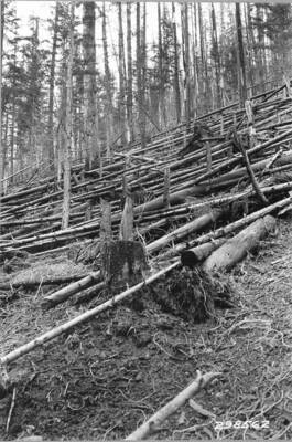 Barney Creek Coeur d'Alene NF. General view of Ohio Match Co. sale.