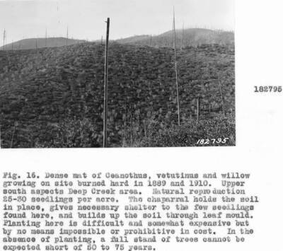 Caption reads: "Fig. 16. Dense mat of Ceanothus, velutinus and willow growing a site burned hard in 1889 and 1910. Upper south aspects Deep Creek area. Natural reproduction 25-30 seedlings per acre."
