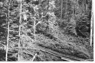 Repeat of 379194 after merchantable white pine had been logged.  Finger Gulch sale area.