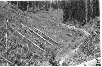 No caption, lower end of gulch, 8 years after harvest.