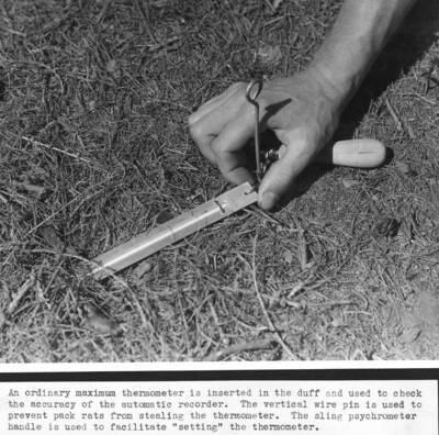 An ordinary maximum thermometer is inserted in the duff and used to check the accuracy of the automatic recorder. The vertical wire pin is used to prevent pack rats from stealing the thermometer. The sling psychrometer handle is used to facilitate 'setting' the thermometer.