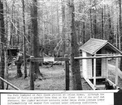 The Full Timbered or Full Shade station at Priest River. Although the volume of fuels is greater here than at the Clear Cut or Half Cut stations, the higher moisture contents under dense shade produce lower inflammability and easier fire control under ordinary conditions. G.M. Jemison pictured.