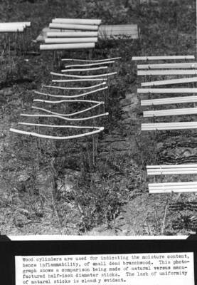 Wood cylinders are used for indicating the moisture content, hence inflammability, of small dead branchwood. This photograph shows a comparison being made of natural versus manufactured half-inch diameter sticks. The lack of uniformity of natural sticks is clearly evident.