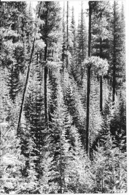The following photos taken from point J-23, near the mouth of Hoo Doo Ck.  Follow-up photos one year later. Caption reads:"Deception Creek Experimental Forest showing Deception Creek No. 1 logging area - Showing mature WWP, with dense understory of WWP reproduction 20-40 yrs. Taken before logging. From photo point No. 11."