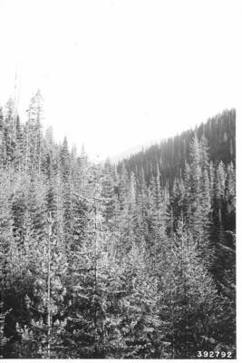 Showing stand of western white pine (41-60 years) after overwood of mature white pine has been clearcut and logged. A repeat of photo No. 379209. Deception Creek Experimental Forest, coeur d'Alene, Idaho.