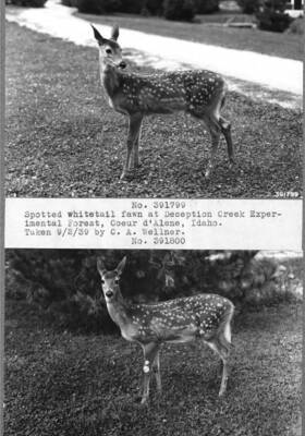 Deception Creek Experimental Forest, Coeur d'Alene, Idaho. House for electric light plant at Deception Creek Station. 1937.