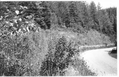 This sequence illustrates the development of vegetation on the slope over a period of ten years.