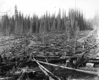 Experimental planting area for western white pine type at Priest River Experimental Station. Area logged in 1910 by Jurgens Bros. and brush burned broadcast; the large amount of debris left on ground after logging typical for over-mature stand in this type.  Filed in Priest Creek Experimental Forest Photo box #4.