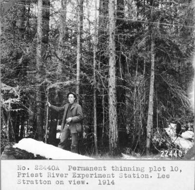 Permanent thinning plot 10 at Priest River Experimental Station. Lee Stratton on view. 1914. Stratton was a clerk/handyman at Priest River Experimental Station 1914-16.