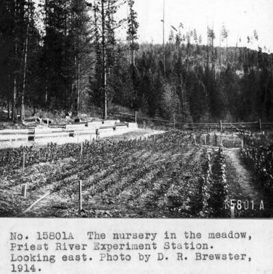 Filed in PREF Photo box #4: "The nursery in the meadow, PRES. Looking east. Photo by D.R. Brewster, 1914."  From the Photographic Record: "Nursery, showing rows of maples, elms, ashes in the foreground with nursery seed beds on left and other hardwoods in background." 1913