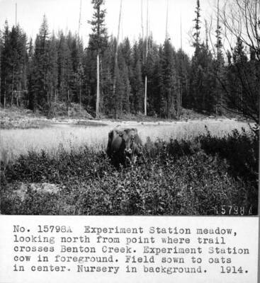 Experimental Station meadow, looking north from point where trail crosses Benton Creek. Experiment Station cow in foreground. Field sown to oats in center. Nursery in background. 1914.