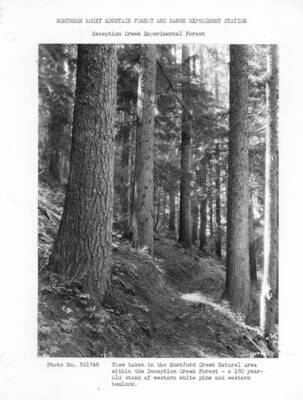 View taken in the Montford Creek Natural Area within the DC Forest Part of mounted photo series of headquarters site, caption reads: View taken in the Montford Creek Natural Area within the DC Forest - a 160 year-old stand of western white pine and western hemlock."
