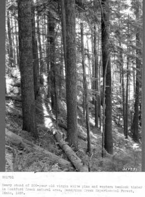 Heavy stand of 200-year old virgin white pine and western hemlock timber in Montford Creek natural area, Deception Creek Experimental Forest, Idaho, 1937.