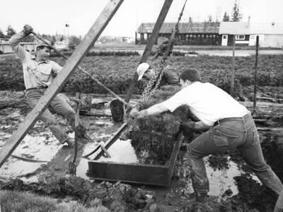 Steinhoff, Rehfeldt, Wells