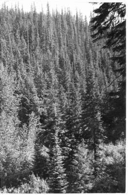 The following photos taken from point L-31, J.C. Nelson Sale area. Site is near the mouth of Deception Creek.