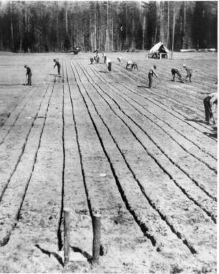 Preparing seedbeds