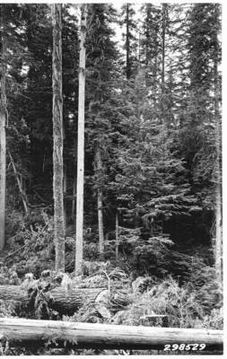 First in a series of photos of this site.  Residual stand after logging, before slashing.