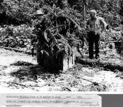 Weighing slash to be applied on slash plots for flammability studies, Priest Creek Experimental Forest.