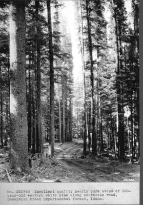 Excellent quality nearly pure stand of 160-year-old western white pine along southside road, Deception Creek Experimental Forest, Idaho.