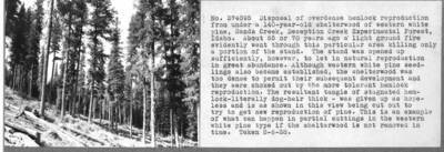 Disposal of overdense hemlock reproduction from under a 140-year-old shelterwood of western white pine, Sands Creek, Deception Creek Experimental Forest, Idaho. About 65 or 70 years ago a light ground fire evidently went through this particular area killing only a portion of the stand. The stand was opened up sufficiently, however, to let in natural reproduction in great abundance.  Although western white pine seedlings also became established, the shelterwood was too dense to permit their subsequent development and they were choked out by the more tolerant hemlock reproduction. The resultant tangle of stagnated hemlock-literally dog-hair thick-was given up as hopeless and is as shown in this view being cut out to try to get new reproduction of pine. This is an example of what can happen in partial cuttings in the western white pine type if the shelterwood is not removed in time. Taken 8-6-38.