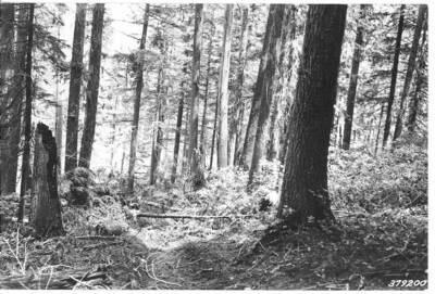 Stand after logging of WWP, before slashing for broadcast burning