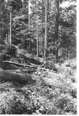 Residual stand after logging, before slashing.