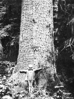 White pine 5 ft. diameter breast high on Clearwater Timber Company's holdings near Pierce, Idaho.
