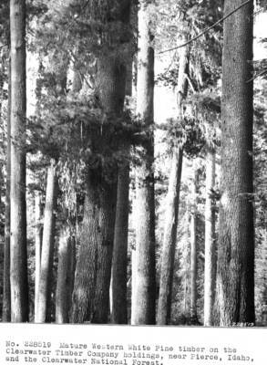 Mature Western White Pine timber on the Clearwater Timber Company holdings, near Pierce, Idaho, and the Clearwater NF.