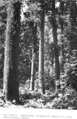 Mature Western White Pine timber on the Clearwater Timber Company holdings, near Pierce, Idaho, and the Clearwater NF.