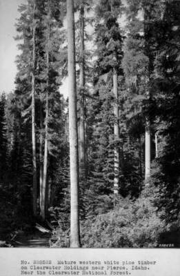 Mature Western White Pine timber on the Clearwater Timber Company holdings, near Pierce, Idaho, and the Clearwater NF.