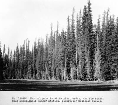 Natural park in white pine, cedar, and fir stand. Near Musselshell Ranger Station, Clearwater National Forest.