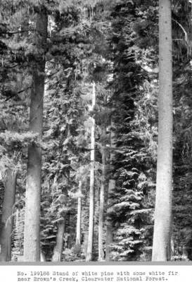 Stand of white pine with some white fir near Brown's Creek, Clearwater National Forest.