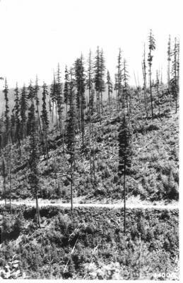 Same stand seven years after last harvest.