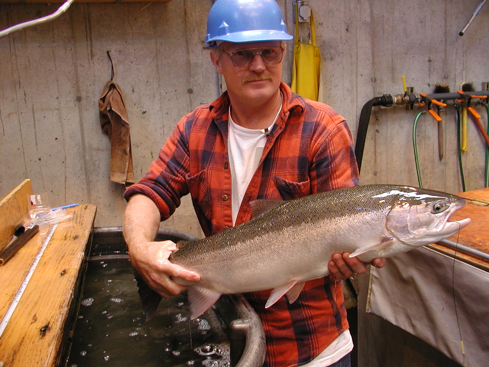 researcher tagging salmon