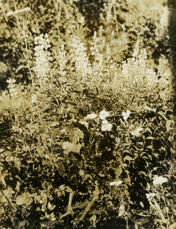 Common name: Velvet Lupine. The photo's envelope reads: 'Pend d'Oreille & at forest. 6'' - #2. Calochortus Lupinus leucophyllus, (Dougl) Holzinger. A32 T1/2; D52; F.S. 8 AM."