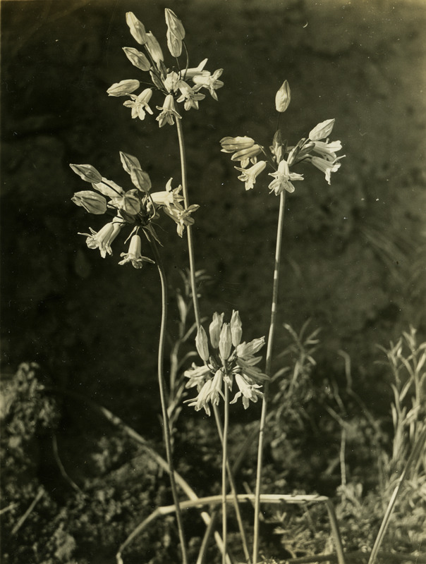 Common name: Blue Lily. The back of the photo reads: 'Brodiaea douglasii, Wars. 3 m. N.E. Moscow. April 26, 1934.'