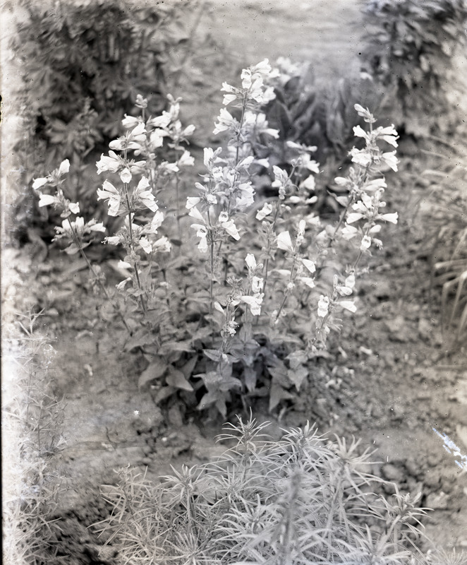 This image was unlabeled, but is thought to be a type of Penstemon.
