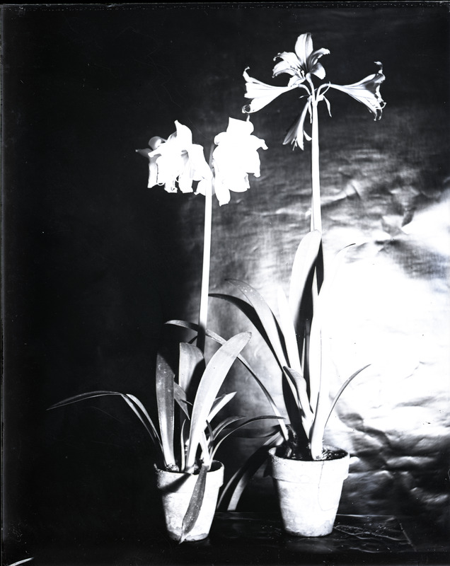 This image was unlabeled, but is thought to be some potted Amaryllis.