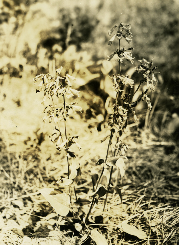 Common name: Littleflower Penstemon. The photo's envelope reads: 'Viola grade May 1934. Penstemon procerus, Dougl. T1/25, A16, F.S. 2:30 PM.'