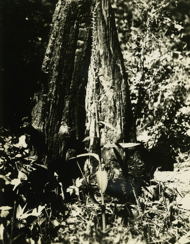 The photo's envelope reads: 'June 10/1934. Middle Fork of St. Maries R. Habenaria stricta, Lindl. A16, T1/25" F.S. 3 PM.'