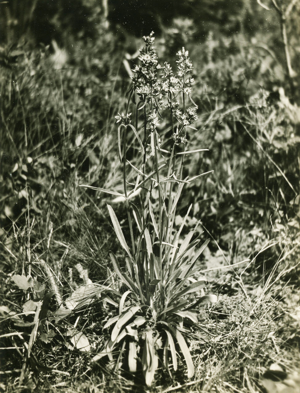 Common name: Whitestem Frasera. The photo's envelope reads: 'Viola grade May 1934. (Severtia) Frasera albieaulis, Griset. T1/50" A4, F.S. 3 PM.'
