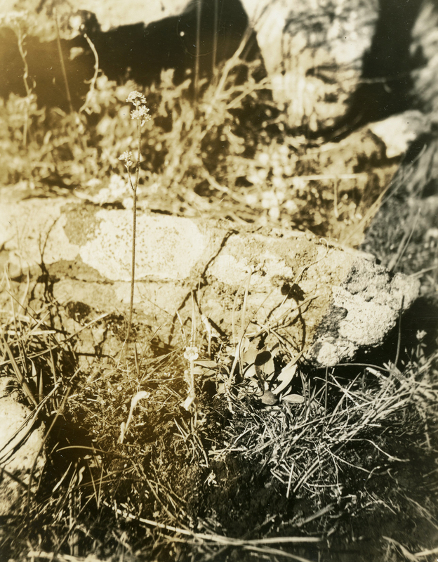 The photo's envelope reads: 'Kamiack Butte, Wash. April 7 - 1934. Sassifraga columbiana, piper. Thalesia uniflora, (Z) Britt. T1/25", A16, F.S. 2:10 PM. #2, 4".'