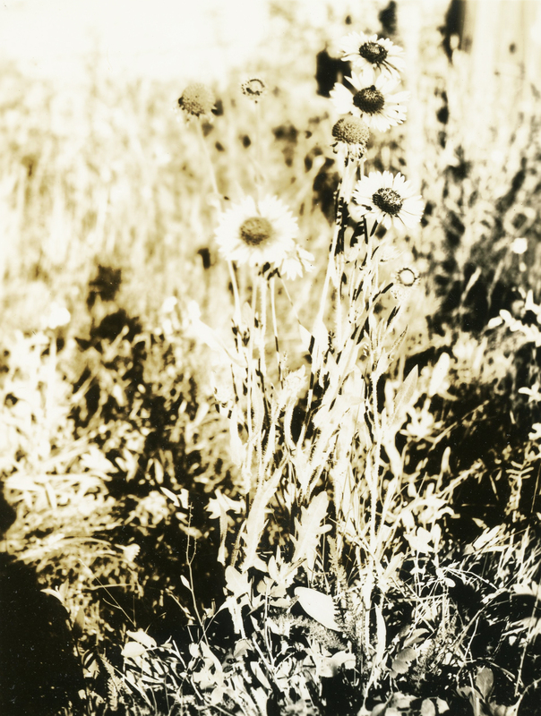 Common name: Common Blanketflower. The photo's envelope reads: 'June 17/1934. Paradise Ridge. Gaillardia aristata, Pursh. A16, T1/25", F.S. 4 PM.'