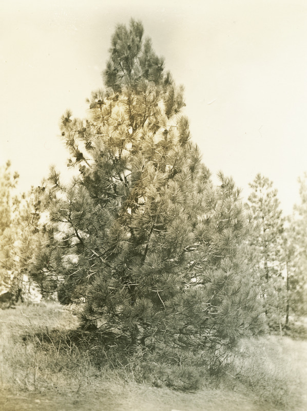 Common name: Ponderosa Pine. The photo's envelope reads: 'Woods E of Viola grade. Feb 10 - 34. Pinus ponderosa, Dougl. 35 Ft. A8, T1/25, F.S. 3 PM. #3915".'