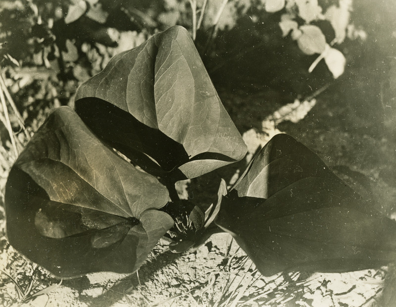 Common name: Idaho Trillium. The photo's envelope reads: 'April 10 - 34. 3 Mi E of Moscow. Trillium petiolatum, Pursh. 7" + 10" #5.'