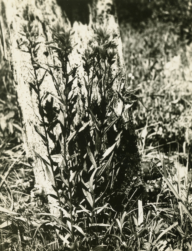 Common name: Northwestern Indian Paintbrush. The photo's envelope reads: 'June 10/1934. Middle Fork of St. Maries R. 5 Mi from Clarkia. Castilleja angustifolia, (NUtt) G Dou. T1/25, A32, F.S. 2 PM.'