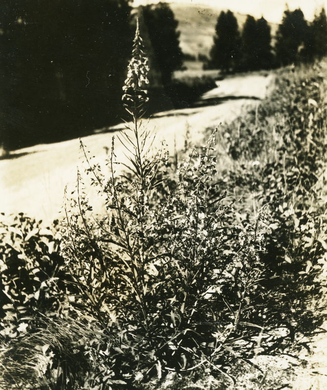 Common name: Fireweed. The photo's envelope reads: 'June 17/1934 Paradise Ridge. Epilobium angustifolium, L. A16, T1/25". 3:30 PM.'
