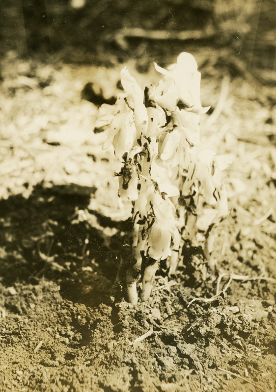 Common name: Ghost Plant. The photo's envelope reads: 'July 9/1934. Elk R Falls. Monotropa uniflora, L. A16, T1/2" 9 AM, Light woods.'